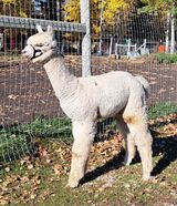 alpaca for sale