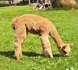 alpaca for sale