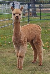 alpaca for sale