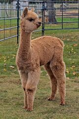 alpaca for sale