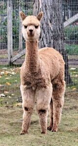 alpaca for sale