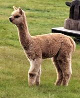 alpaca for sale