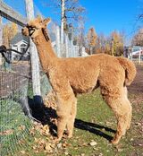 alpaca for sale