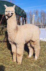 alpaca for sale