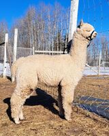 alpaca for sale