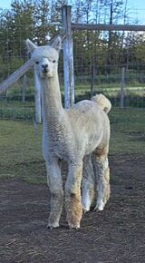 alpaca for sale