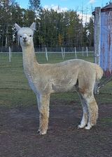 alpaca for sale