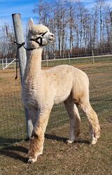 alpaca for sale