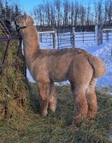 alpaca for sale