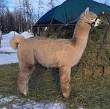 alpaca for sale