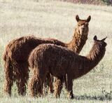 alpaca for sale