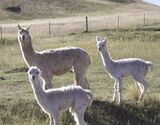 alpaca for sale