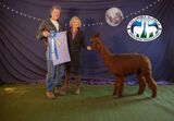 alpaca for sale