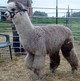 2009 male cria Polaris' Shadow!