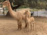 alpaca for sale