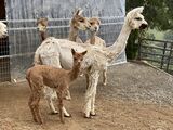 alpaca for sale