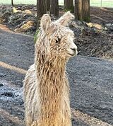 alpaca for sale