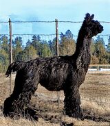 alpaca for sale