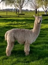 alpaca for sale