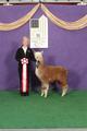 2010 cria 2nd at 2011 Futurity