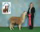 2013 cria Incendiary