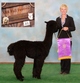 2012 cria Painted Sky's Incanto