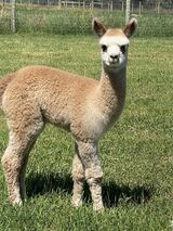 alpaca for sale