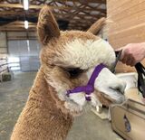 alpaca for sale