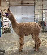 alpaca for sale