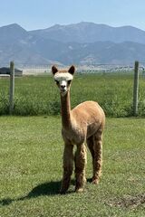 alpaca for sale