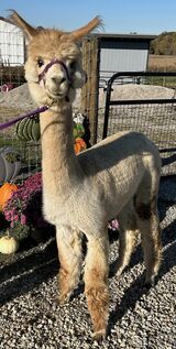 alpaca for sale