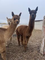 alpaca for sale