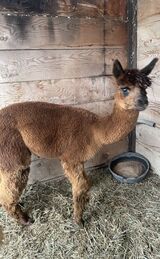 alpaca for sale