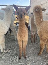 alpaca for sale