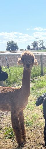 alpaca for sale