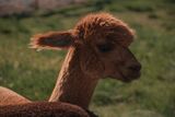 alpaca for sale