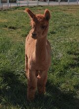 alpaca for sale