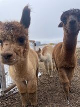 alpaca for sale