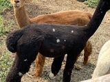 alpaca for sale