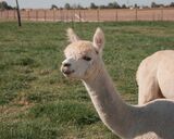 alpaca for sale