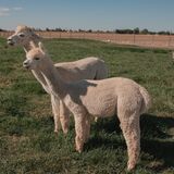 alpaca for sale