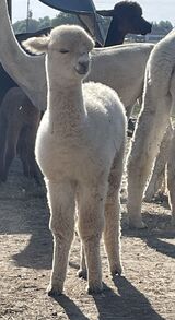 alpaca for sale