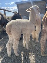 alpaca for sale