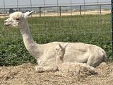 alpaca for sale