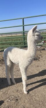 alpaca for sale