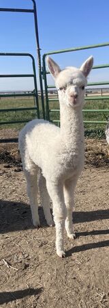 alpaca for sale