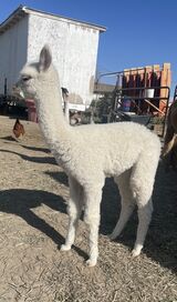 alpaca for sale