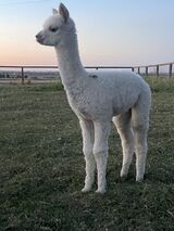 alpaca for sale