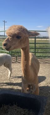 alpaca for sale