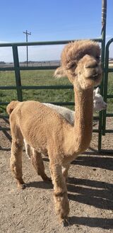 alpaca for sale